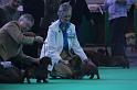 Crufts_dachshunds 138